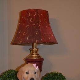 "Rose" Golden Retriever Puppies from Whispering Pines Precious Puppies
