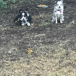 Toy Australian Shepherd All Grown Up from The Ranch of the Sun Toy Aussies