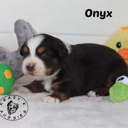 Onyx - Black tri male Miniature Australian Shepherd puppy in Garden Plain, Kansas from Krazy K Aussies