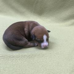 Hamilton - White and fawn male Portuguese Podengo Pequeno puppy in Dartmouth, Massachusetts from A-Lines Portuguese Podengo Pequenos