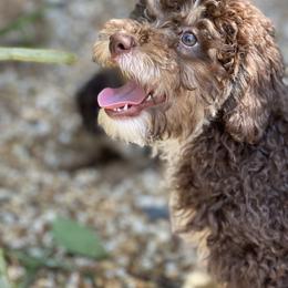 Bernedoodle Puppies from Eastside Paws LLC