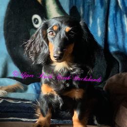 Dachshunds from Upper Rock Creek Dachshunds