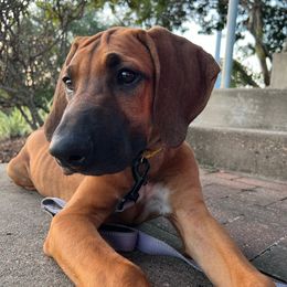 Yellow - Rd whtn blk nose female Rhodesian Ridgeback puppy in Baytown, Texas from Tenaha Ridge Rhodesian Ridgebacks