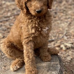 Goldendoodle Puppies from FurEver Friends Doodles