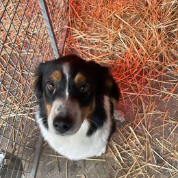 RJ - Australian Shepherd