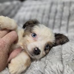 Lula - Blue merle female Miniature American Shepherd puppy in Delta, Ohio from Sunrise Miniature American Shepherds