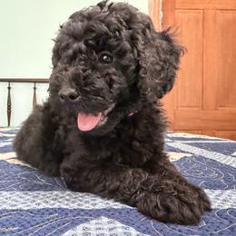 Deborah Franklin - Black female Poodle puppy in Fairfield, North Carolina from Leaning T Ranch