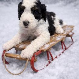 Rose collar - Black and white female Sheepadoodle puppy in Inman, South Carolina from Mossy Doodles LLC