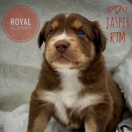 Jasper - Red tri-color male Australian Shepherd puppy in Petersburg, Indiana from Royal Aussie’s