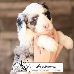Aurora - Blue merle and white female Sheepadoodle puppy in Cleveland, Tennessee from Narrow Path Old English & Sheepadoodles