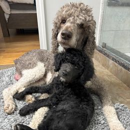 Aussiedoodle Puppies from The Klepper Homestead