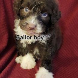 Sailor boy - Brown and white male Portuguese Water Dog puppy in Narvon, Pennsylvania from Prized Family Porties