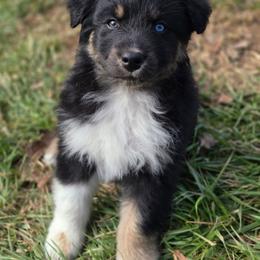 Boy 4 - Black tri-color male Australian Shepherd puppy in New Tazewell, Tennessee from D&D Australian Shepherds