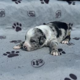 Daffy - Blue merle male Australian Shepherd puppy in Laotto, Indiana from Circle B working Aussies