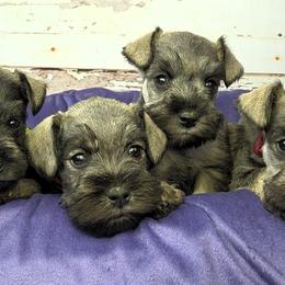 Miniature Schnauzer puppies from Halo Schnauzer