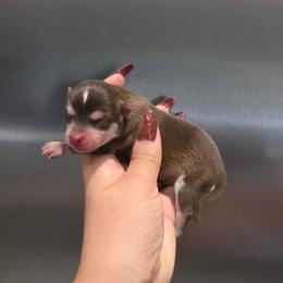 Chocolate Adorable Girl - Chocolate female Pomsky puppy in Austin, Colorado from Colorado Mini Dachshunds & Mini Pomskies