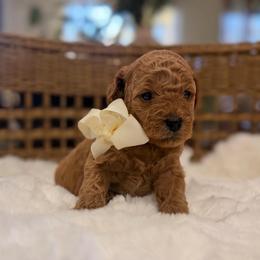 Sunny cream collar - Red  male Goldendoodle puppy in Shingle Springs, California from Creamy Retrievers