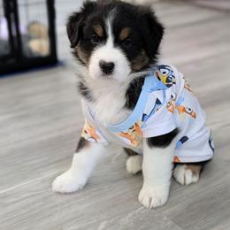 Chase - Black tri-color male Australian Shepherd puppy in Rhode Island from Ocean Cliff Aussies