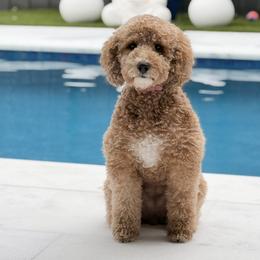 Molly - Goldendoodle