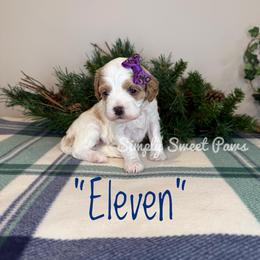 Eleven - Purple - Blenheim female Cavapoo puppy in South Jordan, Utah from Simply Sweet Paws. LLC
