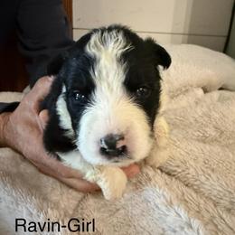 Ravin - Black and white female Border Collie puppy in Lakeview, Michigan from Haven Creek Farm