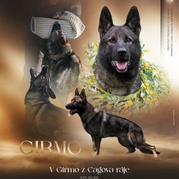 Girmo - German Shepherd
