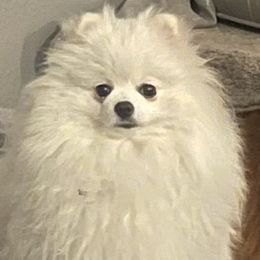 Stoli - Pomeranian
