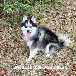 Rocky - Black and white male Pomsky puppy in Murfreesboro, Tennessee from Middle Tennessee Pomskies