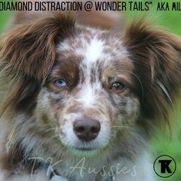 Millie - Toy Australian Shepherd