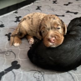 Bernedoodle, Cockapoo, and Goldendoodle Puppies from Avery Doodle Day LLC