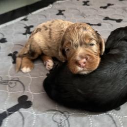 Bernedoodle, Cockapoo, and Goldendoodle Puppies from Avery Doodle Day LLC