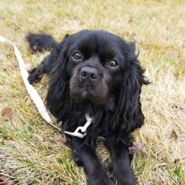 Magic - Cavalier King Charles Spaniel