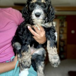 Ramona - Tri-color female Bernedoodle puppy in Pennsylvania from Bells Bernedoodles