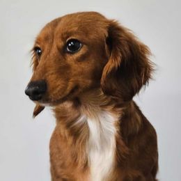 Zelda - Dachshund