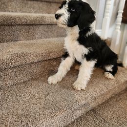 Sheepadoodle Puppies from Iroz doodles