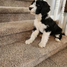 Sheepadoodle Puppies from Iroz doodles