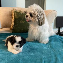 Shih Tzu Puppies from Evelyn's Shih Tzus