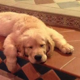 Golden Retrievers from Krishna Kennels