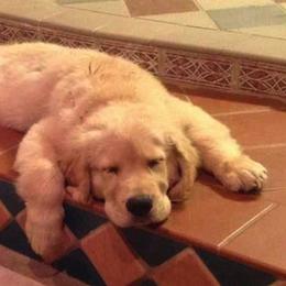 Golden Retrievers from Krishna Kennels