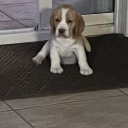 Beagle Puppies from HA-Penny Beagles
