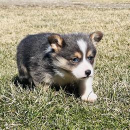 Australian Shepherd, Lagotto Romagnolo, and Pembroke Welsh Corgi Puppies from SS Australian Shepherds