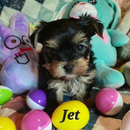 Jet - Black and tan male Yorkshire Terrier puppy in Zuni, Virginia from Serendipity Yorkies