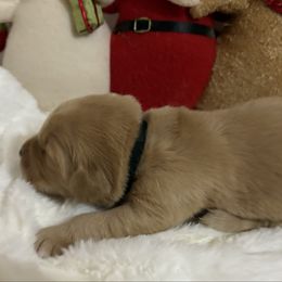 Briatol - Dark golden male Golden Retriever puppy in Seville, Ohio from Retriever Ranch