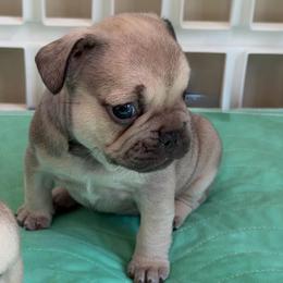 Summer (The Tiny Trailblazer) - Fawn female French Bulldog puppy in Newport News, Virginia from Emotional Support Babies