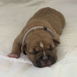 American Bully and American Staffordshire Terrier Puppies from American Dream Kennels
