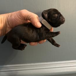 Gray collar - Black male Pug puppy in Tucson, Arizona from Furever Friends