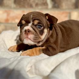 Kelly - Chocolate tri-color female Bulldog puppy in Hernando, Mississippi from Blues City Bulldogs