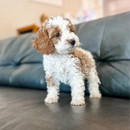 Scarlett - Blenheim female Cavapoo puppy in Saint George, Utah from Fitzdoodles