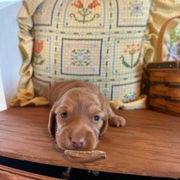 Tip - Red male Dachshund puppy in Cabool, Missouri from Hidden Valley Farms