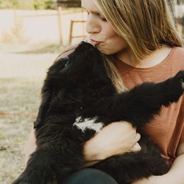 Newfoundland Puppies from Rainshadow Newfoundlands